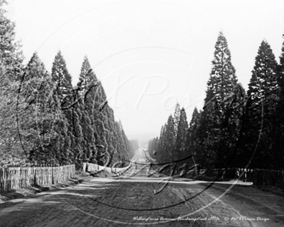 Picture of Berks - Finchampstead, Wellingtonia Avenue  c1910s - N1200