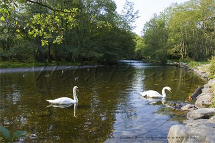 Picture of Cumbria - Rydal Water 2010 - N1867