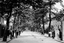 Picture of London, SE - Peckham, Peckham Grove c1900s - N3036
