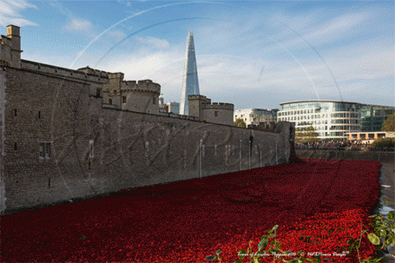 Remembrance Day with the Tower Poppies at The Tower of London in London November 2014