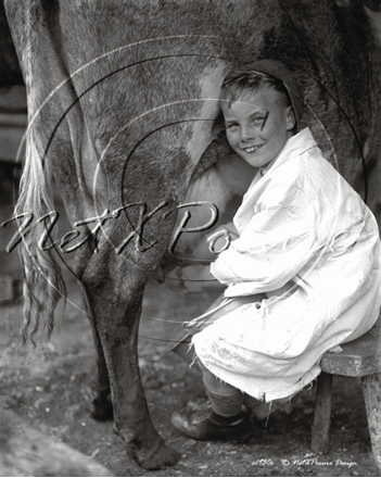 Picture of Misc - Kids, Boy Milking a Cow c1930s - N099