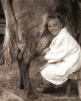 Picture of Misc - Kids, Boy Milking a Cow c1930s - N099