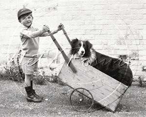 Picture of Misc - Kids, Boy and Collie Dog c1930s - N098