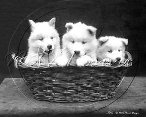 Picture of Misc - Animals, Dogs 3 Puppies c1930s - N749