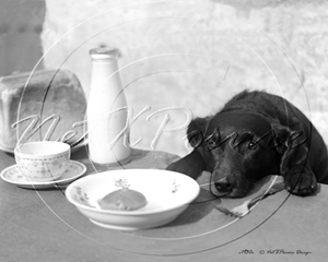 Picture of Misc - Animals, Dog at the Kitchen Table c1930s - N755