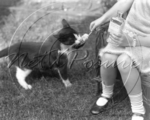 Picture of Misc - Animals, Cat being Fed c1930s - N750