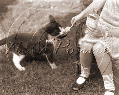 Picture of Misc - Animals, Cat being Fed c1930s - N750