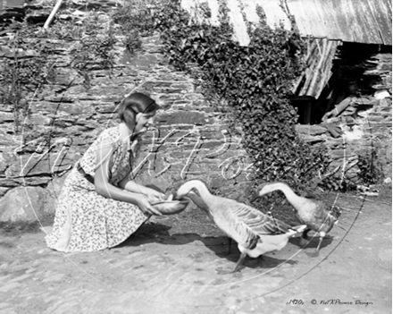 Picture of Misc - Farming, Girl Feeding Ducks c1930s - N829