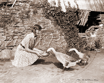 Picture of Misc - Farming, Girl Feeding Ducks c1930s - N829