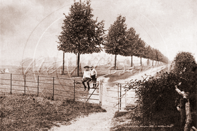 Picture of Berks - Wokingham, Langborough c1890s - N1103